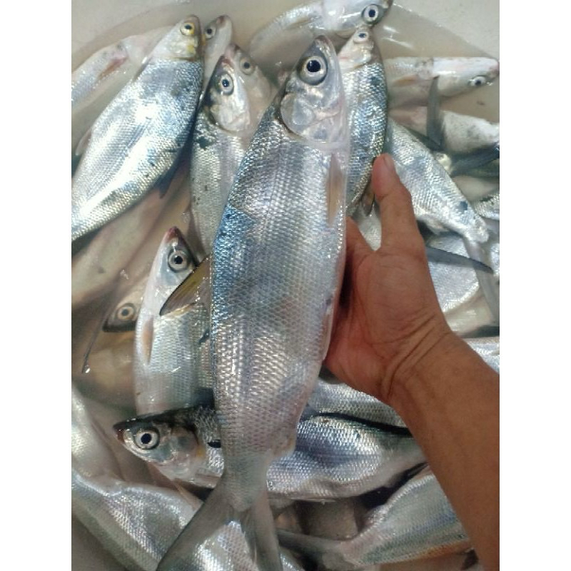 

ikan bandeng segar 1 kg