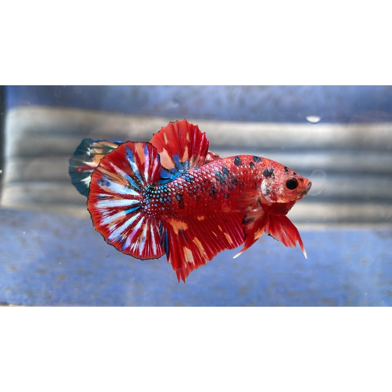 HIASAN AQUARIUM IKAN CUPANG MULTICOLOUR METALLIC