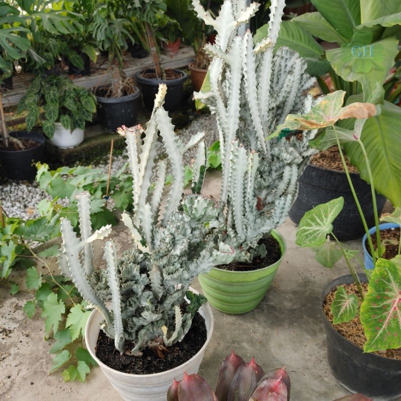 Tanaman Hias Kaktus Euphorbia Lactea White Ghost Cristata Putih/Silver (Jumbo)