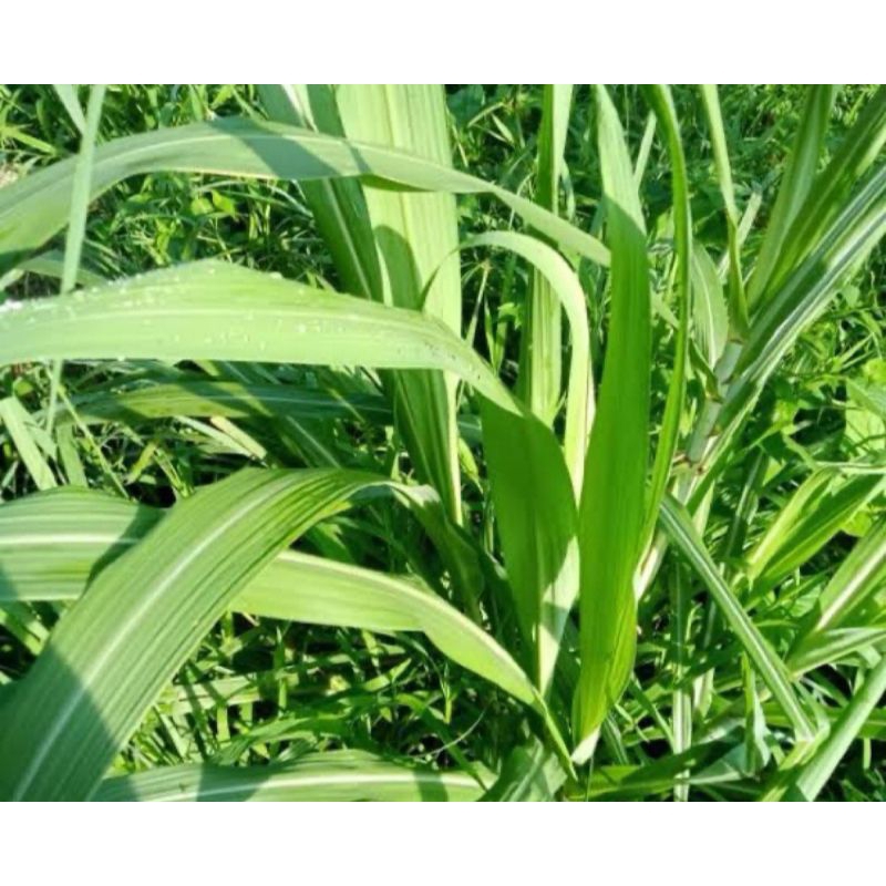 

daun tebu hijau 500 gram