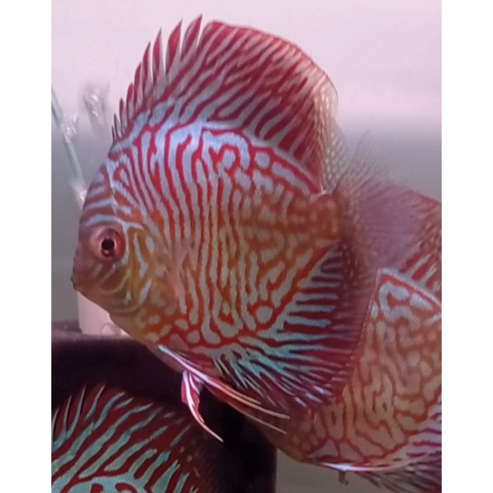 Ikan Discus Tiger Snake 2,5" inch s/d 5" inch