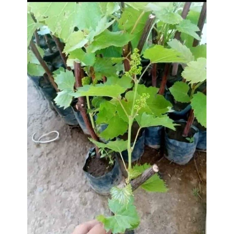 bibit anggur ownroot banana berbunga-bunga siap berbuah