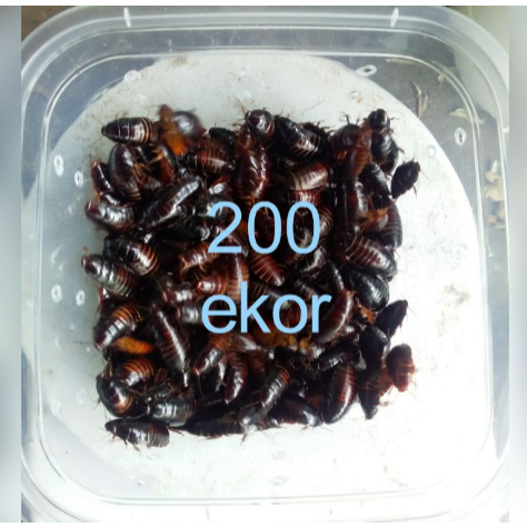 Kecoa batu umpan pancing ceremende isi 200 ekor