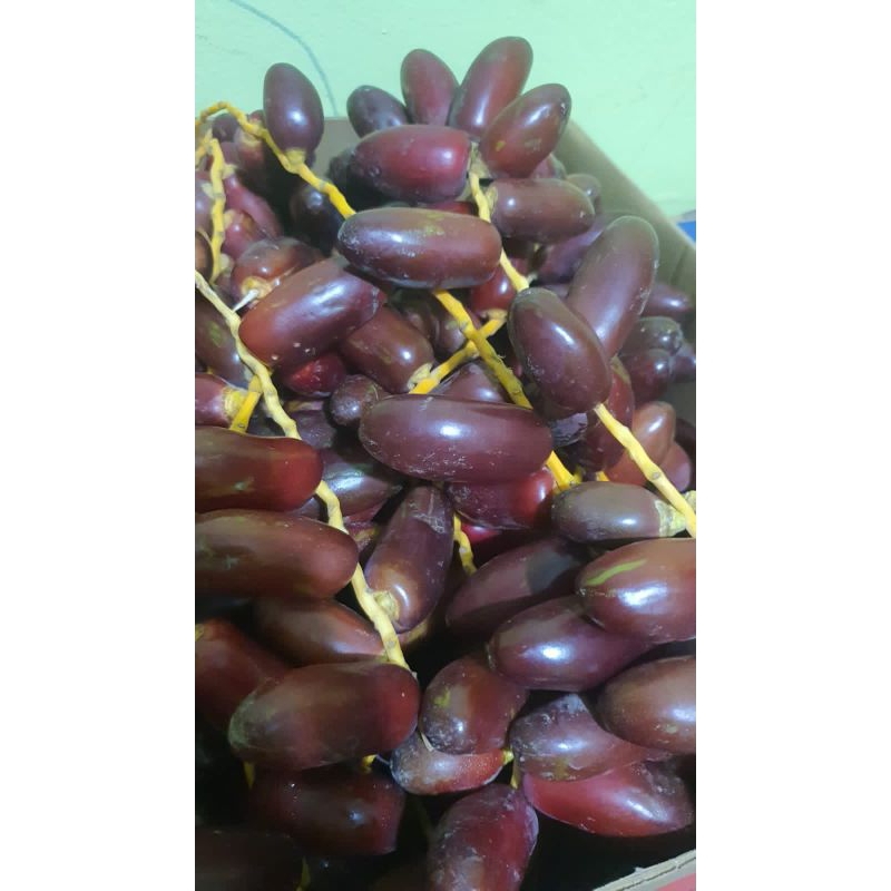 

Kode C Kurma Muda Import Mesir | Kurma Barhe Kuning Mesir | Kurma Merah Zaghlul Mesir | Kurma Promil