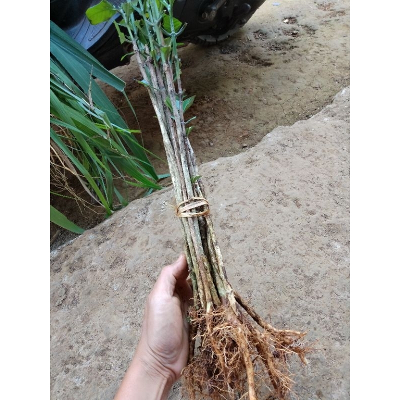 PAKET 10 BIBIT KOPI ROBUSTA SIAP TANAM / BIBIT KOPI ROBUSTA CABUT / BIBIT KOPI ROBUSTA