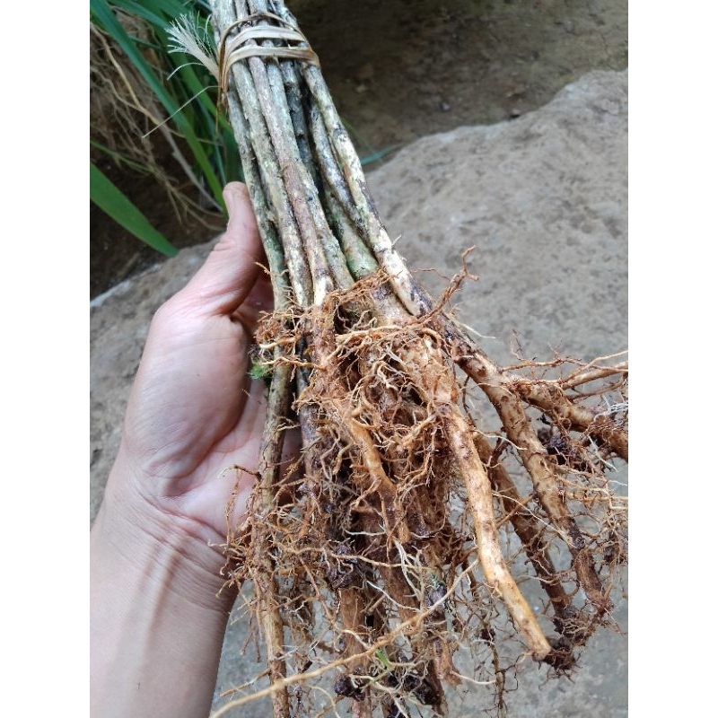 BIBIT KOPI ROBUSTA CABUT BATANG BESAR / BIBIT KOPI ROBUSTA CABUT SIAP TANAM / BIBIT KOPI ROBUSTA