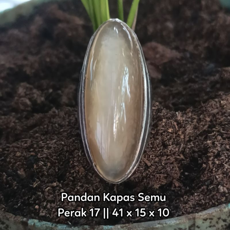 Pandan Kapas Semu.