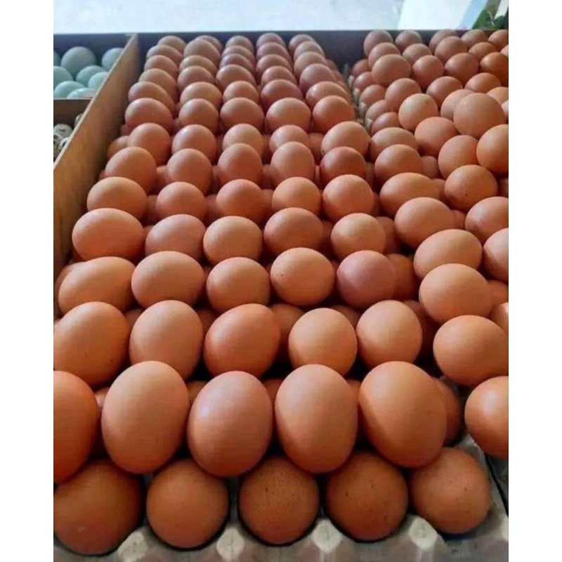 

Telur fres 1Kg