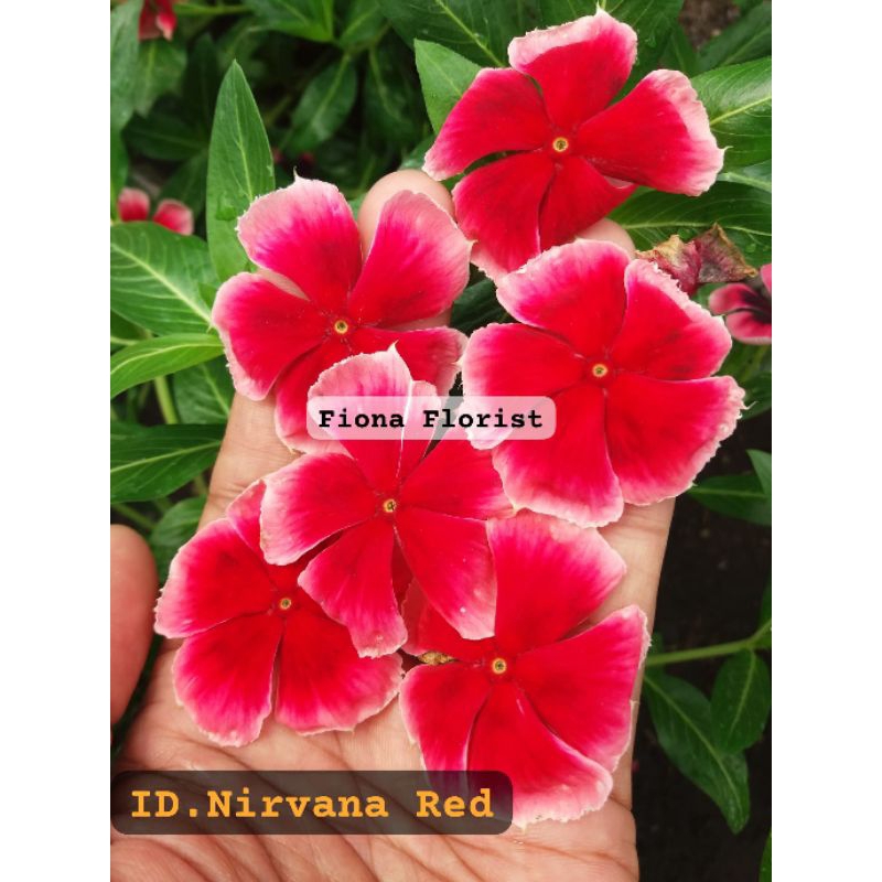 Biji vinca Nirvana Red