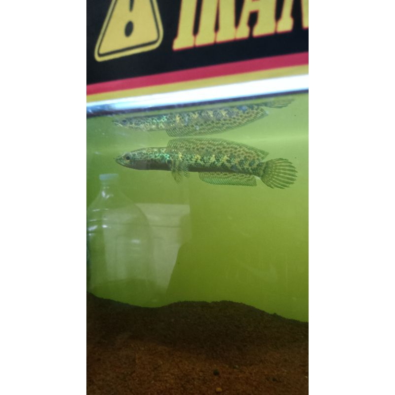 auranti grade B ORI 100%