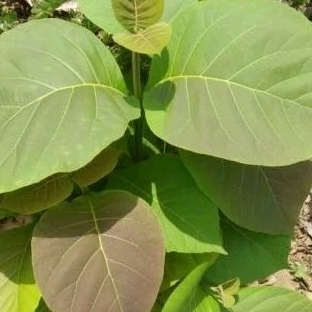 

Jual Daun Jati isi 15 per kemasan / Daun Jati - Murah