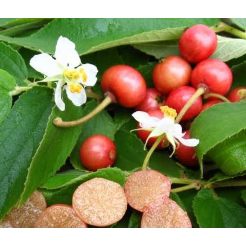 

DAUN TALOK/CERI KERSEN FRES 200 Gram