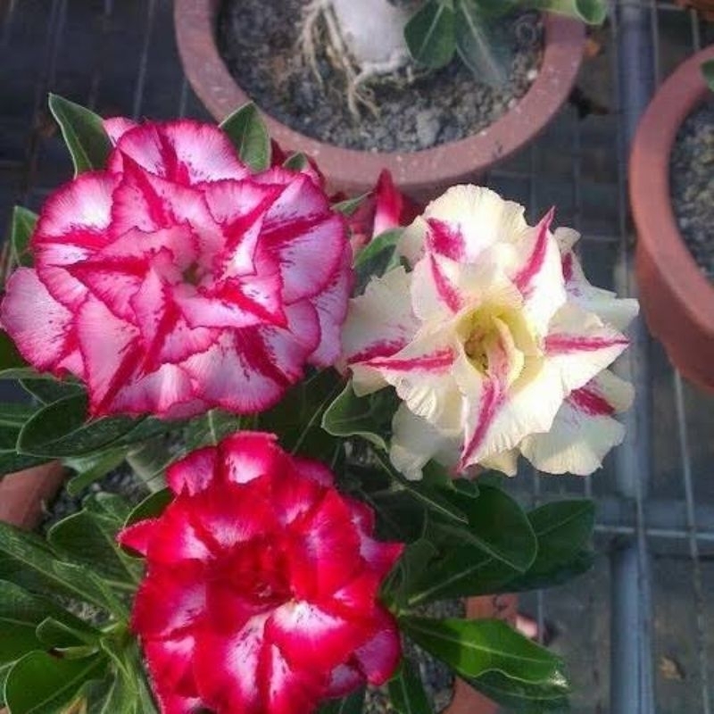 Original Adenium tumpuk 3 warna import