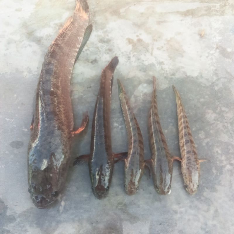 umpan casting hs sirip hiu