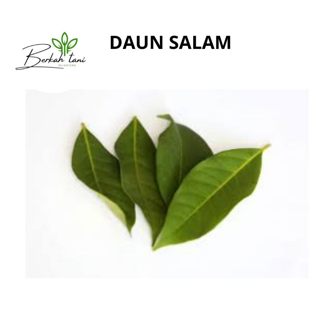 

DAUN SALAM PERIKAT SEGAR PELENGKAP BUMBU