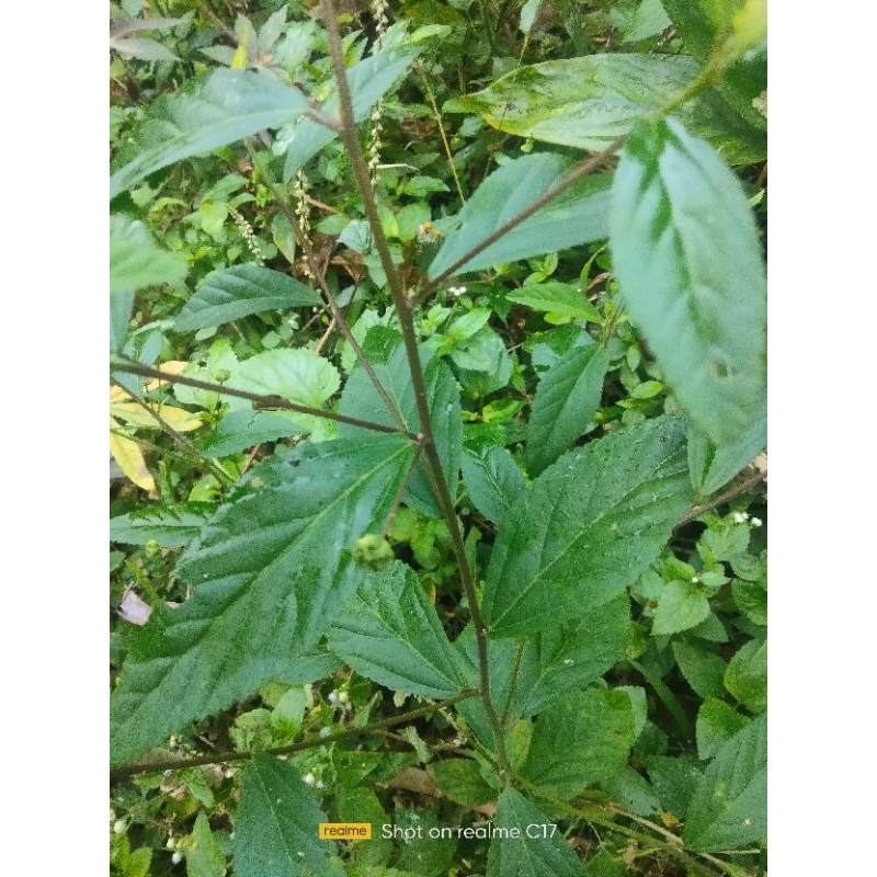 

jua daun patikan kebo laki segar berikut akarnya