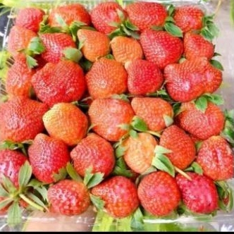 

STRAWBERRY KELLY BANDUNG 1KG