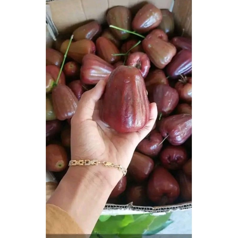 

JAMBU CITRA 1KG