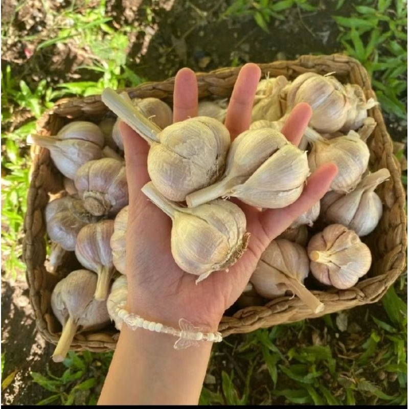 

BAWANG PUTIH 1 KG