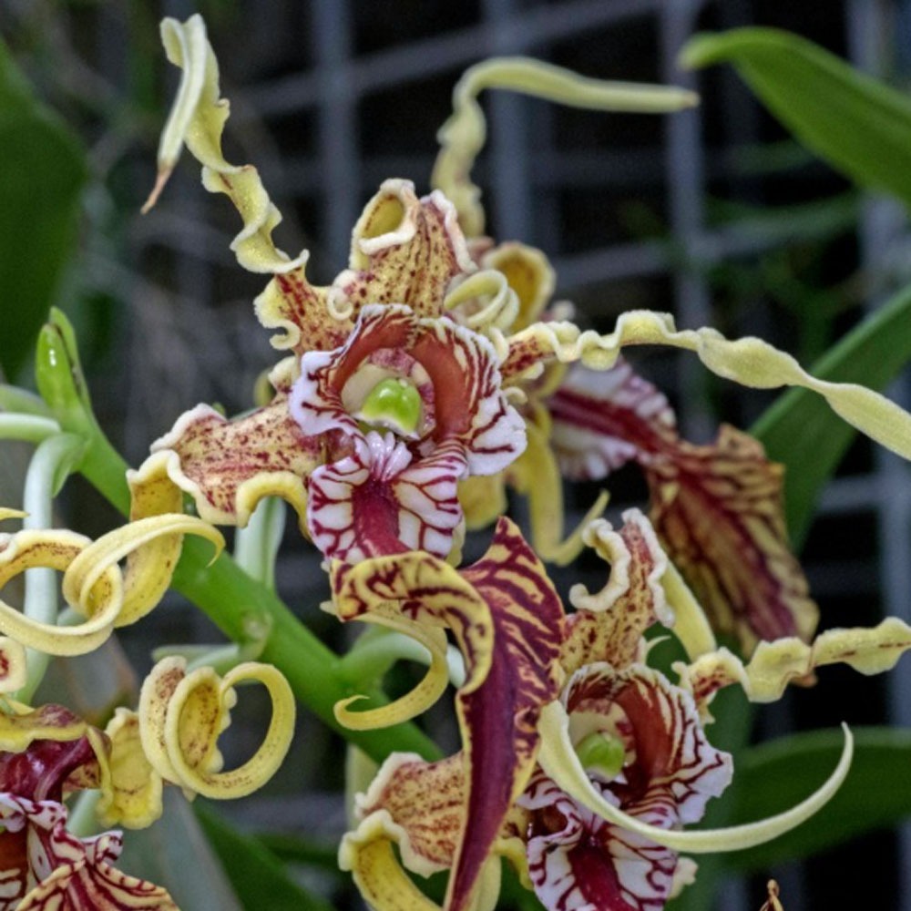 Anggrek Keriting Dendrobium Spectabile Spektabile Species Papua