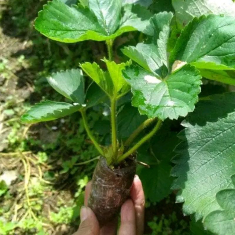 paket 5 bibit strawberry dataran rendah bibit strawberry sagahonoka jumbo dan manis