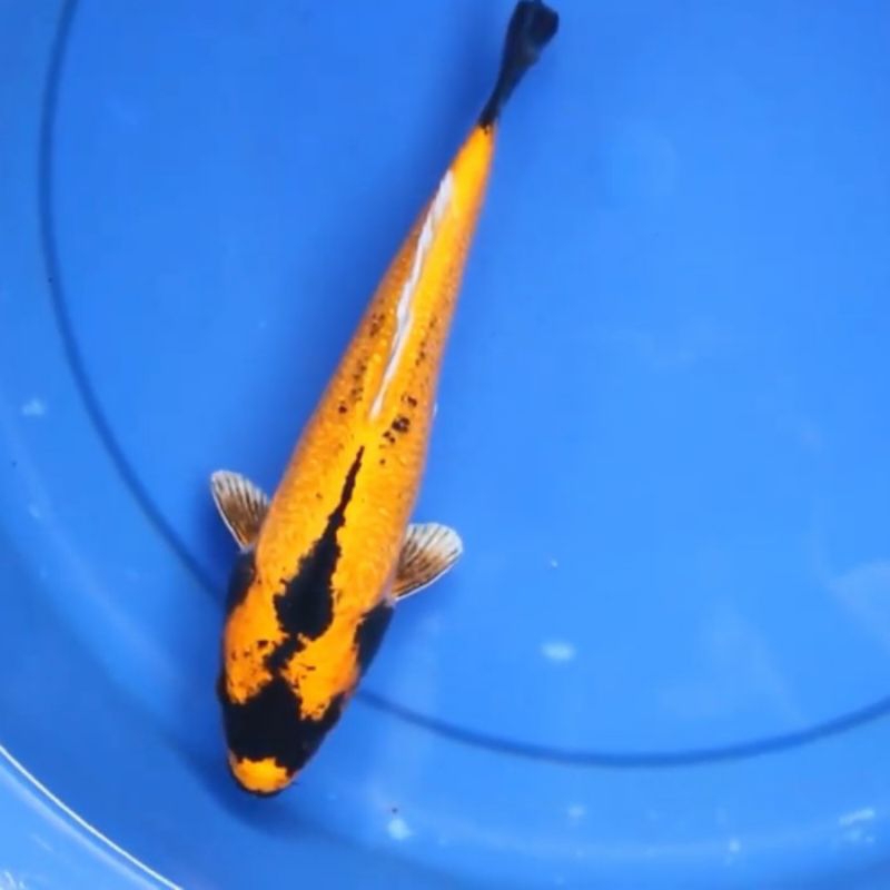 

KOI BANANA GRADE A BERSIH SIZE 22-25CM
