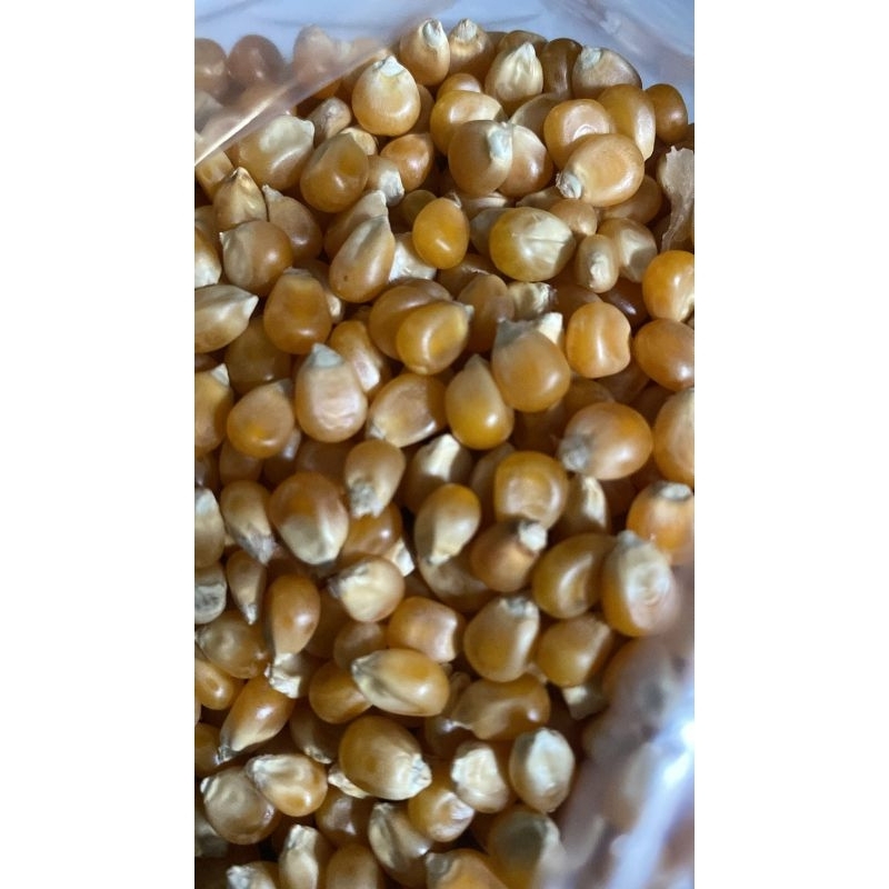 

JAGUNG POPCORN / POPCORN