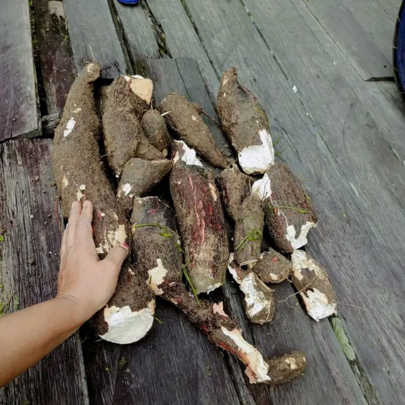 

singkong madu 1 kilo murah