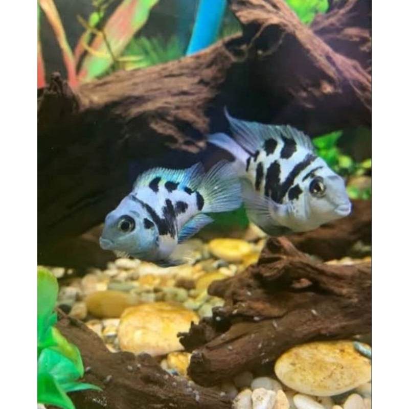 Ikan Hias Blue Polar