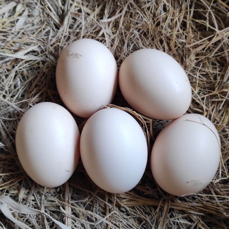 

telur ayam kampung je.rriyu