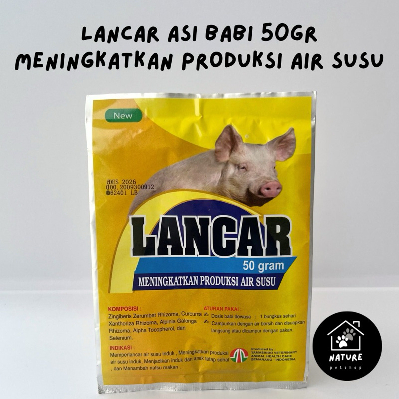 Lancar Babi jamu meningkatkan produksi air susu induk babi