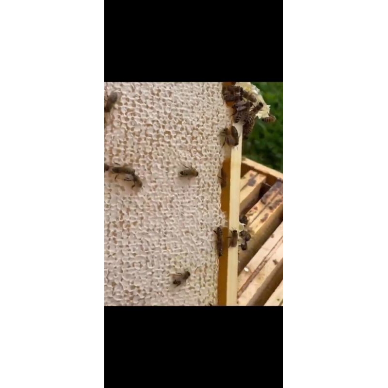 

SARANG MADU MURNI 250 GRAM 100% APIS MELLIFERA