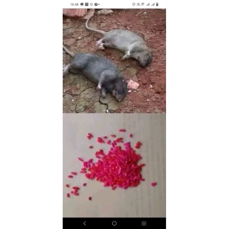 racun tikus beras merah tinggal tabur (hati hati obat keras)