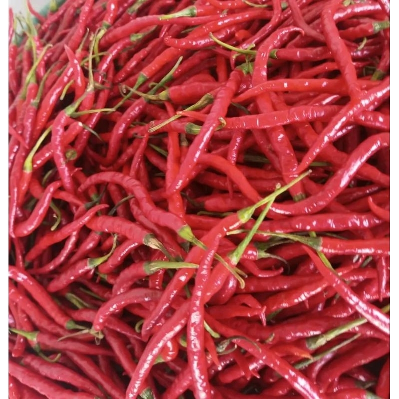 

cabai merah kriting masih presh 1kg petik langsung [asgar]