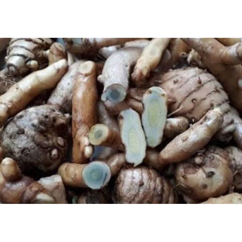 

Kunyit Temu Hitam Segar 1 Kg Murah Obat Herbal Tradisional Langka Fresh