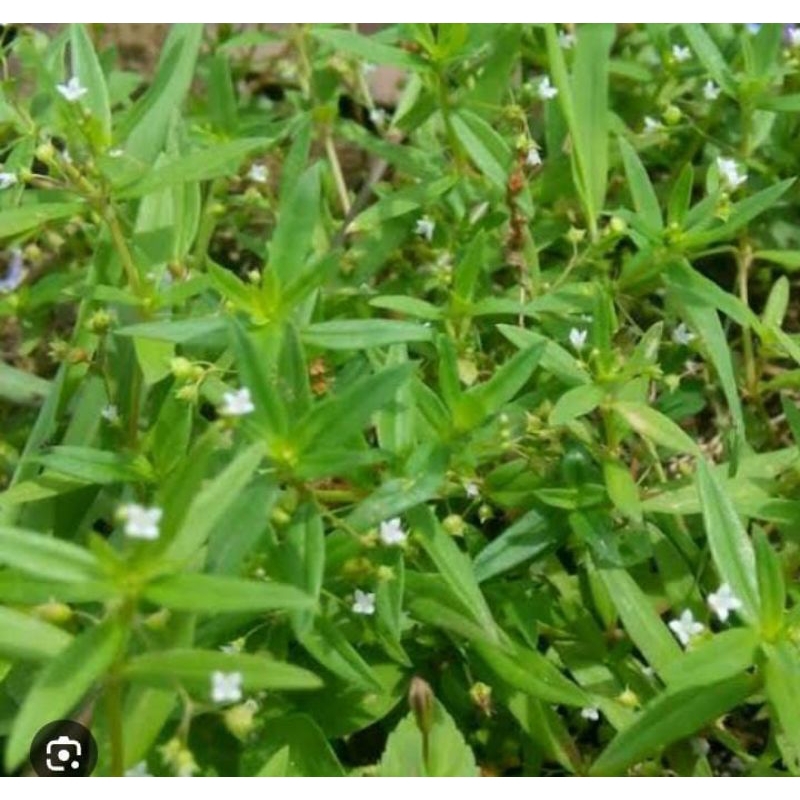 

Daun Herbal Rumput Mutiara 250 Gram Murah Obat Herbal Tradisional Fresh