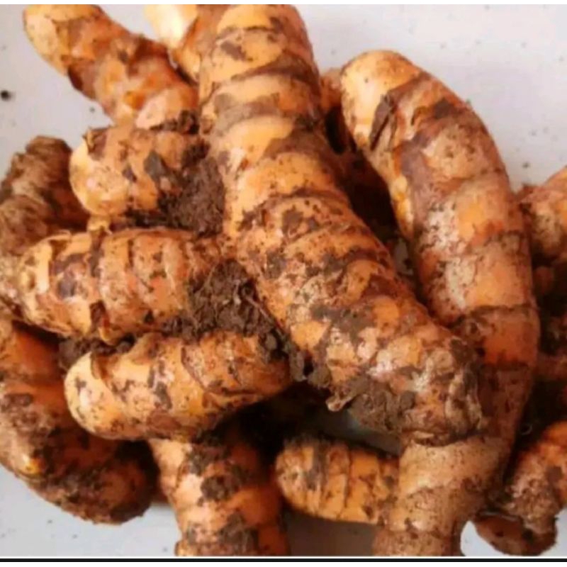 

Kunyit Segar Fresh 500gr / Kunir Super Segar Fresh 500gr