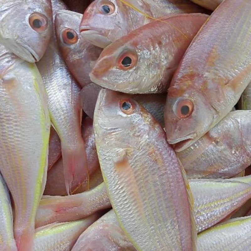 

Ikan Merah Pasar Murah Makassar