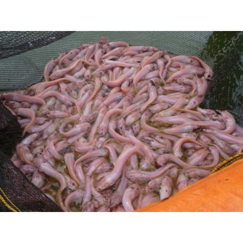 bibit ikan lele albino ukuran 8-9 cm