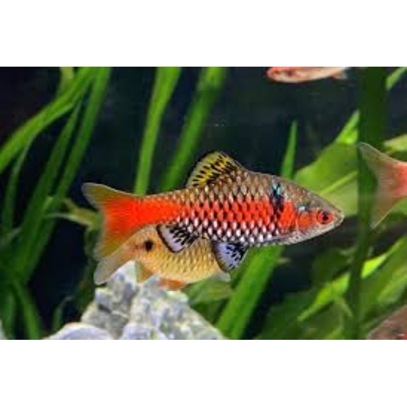 Odessa Barb Hiasan akuarium