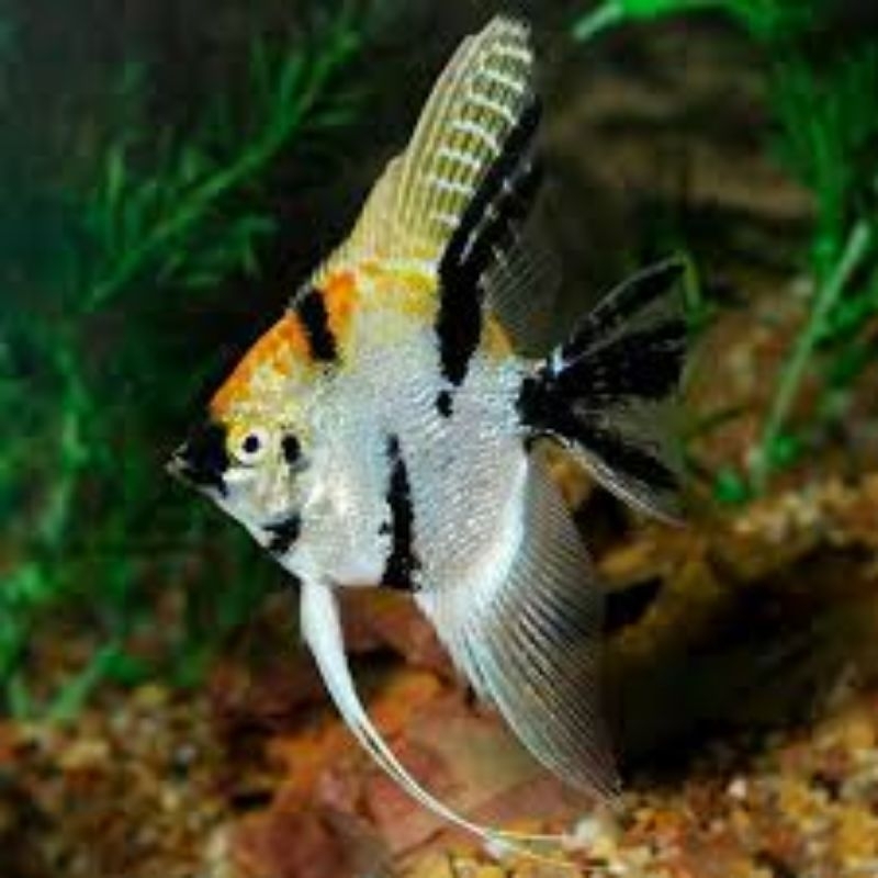 Manfish tricolor Hiasan Akuarium