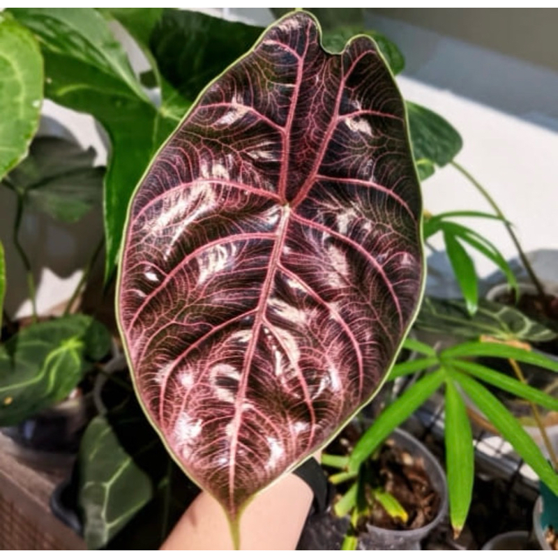 Alocasia Azlani