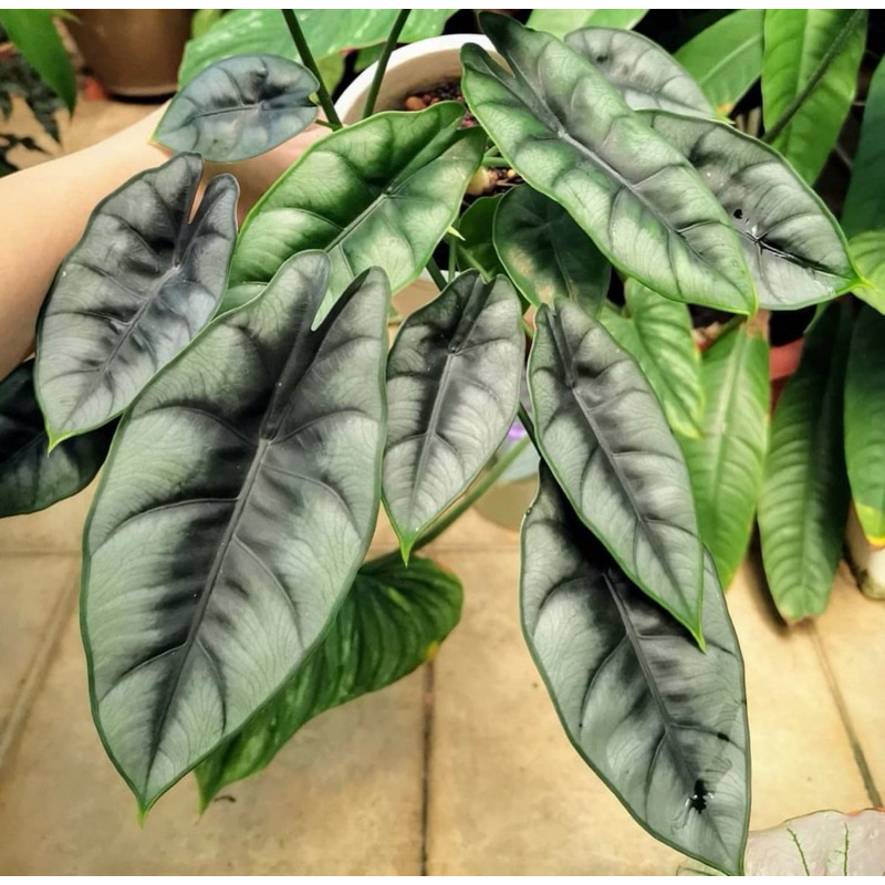Alocasia Reversa