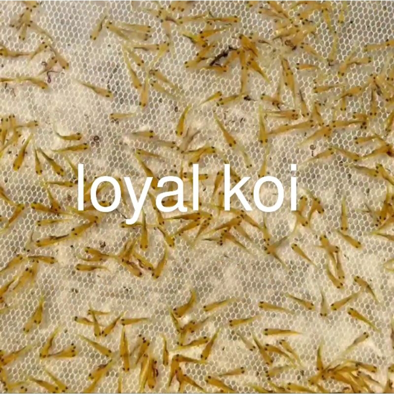 pakan/bibit ikan koi blitar paket 150 ekor.LARVA