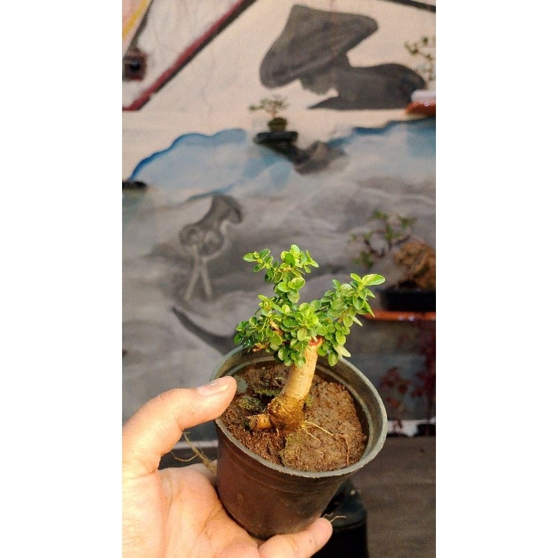 BONSAI SANCANG SHITO RIMBUN