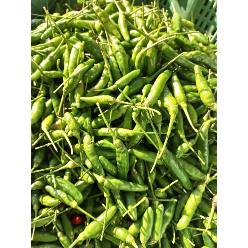 

Sayur Segar Cabe Rawit 1 kg