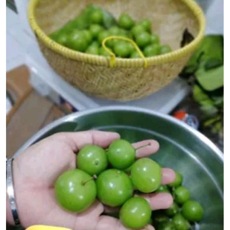 buah canar/anggur hutan segar 1kg