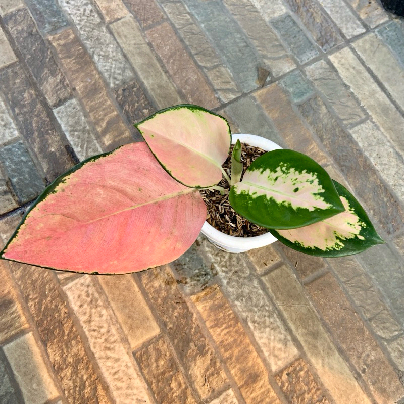 Aglaonema Kochin Cahaya