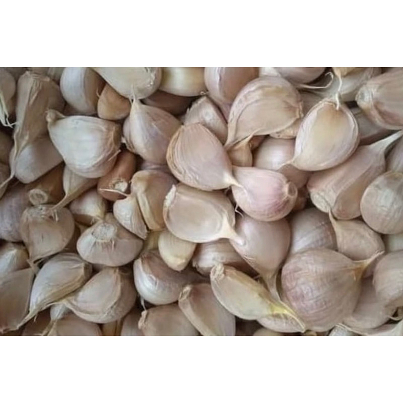

bawang putih kating 500gr