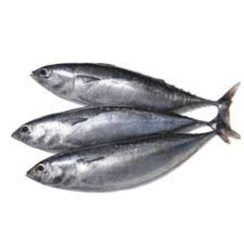 

ikan tongkol -+1kg pagi siang ada